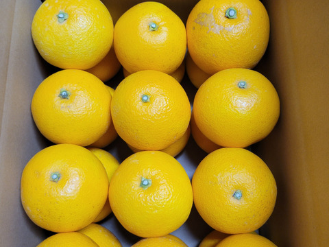 【特別栽培】和歌山県産　八朔(10kg)【地蔵サイズ】