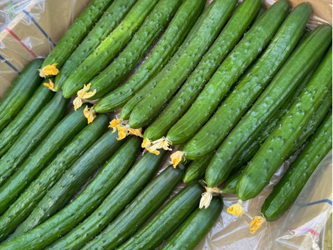 【味や実入りはA級品】きゅうり社長の朝どれ新鮮きゅうり！埼玉本庄産／不揃い訳あり／クール配送5㎏（25〜30本）