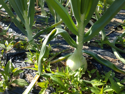 【単品用（チルド）】葉付き新玉ねぎ🧅10本🧅少し早めの収穫、この時期ならではの葉付き新玉ねぎ🧅☆農薬、除草剤、化学肥料不使用☆🏣ゆうパック60サイズ※おまとめご希望の方はご連絡を🙇