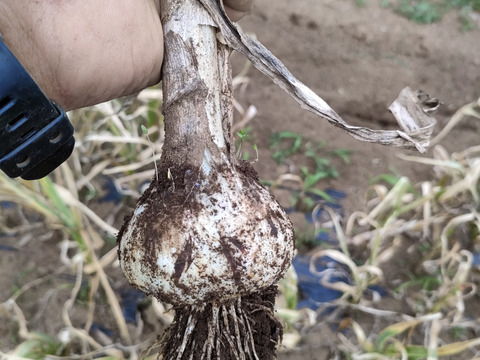 香りが段違い！芳醇ニンニク！