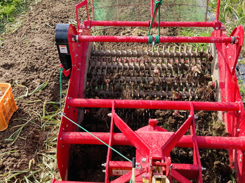 たっぷり1kg 最上伝承野菜　最上赤にんにく