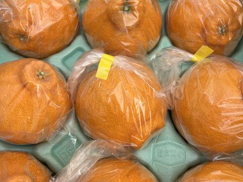 路地栽培デコ今年残りわずかとなりました。30箱のみ売り尽くしセール❗️