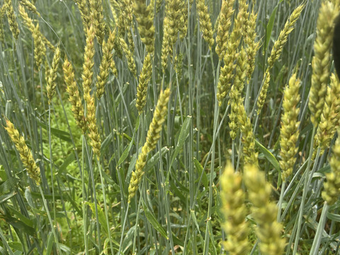高い香りが人気！自然栽培小麦粉