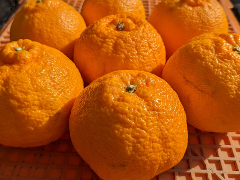 【食べ比べ】ほなが農園の不知火2kgせとか2kgセット(ご家庭用)