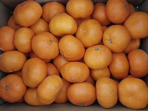 トロトロ甘っ！濃い味旨味みかん5キロ