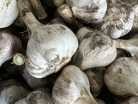 【農薬化学肥料不使用】ホクッとにんにくとても甘い！500g7個~10個