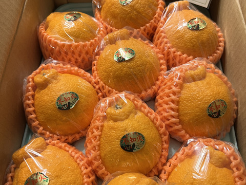 めちゃ大人気❗️不知火デコ柑2、5キロ7〜12玉