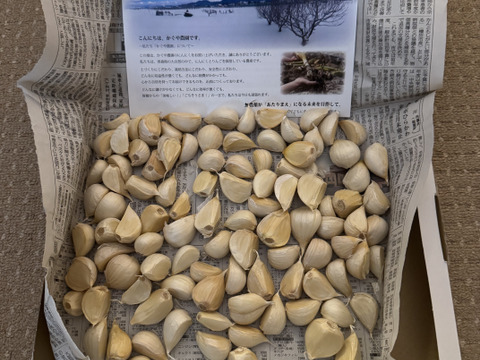 毎年2万箱売れてます!】500g!! 青森県産にんにく 最高級品種 毎年2万箱売れてます!】500g!! 青森県産にんにく 最高級品種