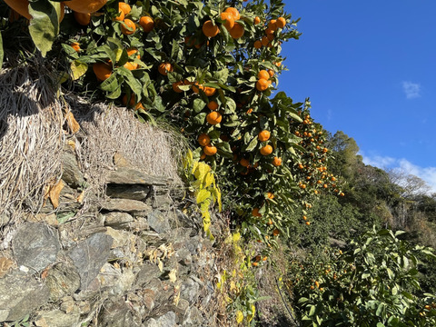 【本場・下津蔵出しみかん】土壁蔵で木箱仕込みし寝かせた熟成みかん｜農家直送