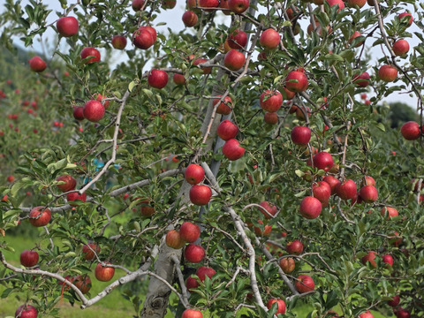 １０００円割引中～
完熟つがる　　シェアサイズ１０kg
３２～４０個サイズ