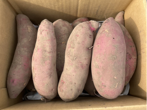新種さつまいも　すぐ甘い！「あまはづき」5kg