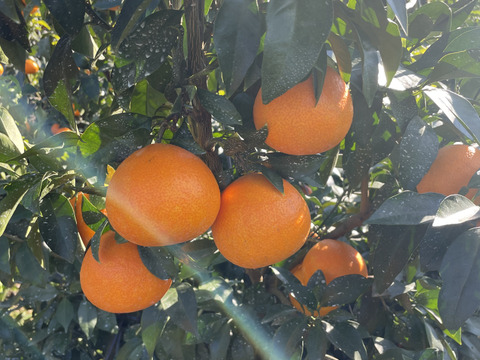 プルプルジューシー！！まどんな(ご家庭用　2キロ)