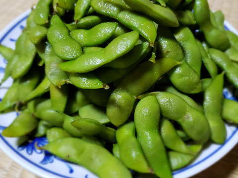 期間限定 伝説の本場白山産 早生甘露だだちゃ豆 枝豆 1 山形県産 食べチョク 農家 漁師の産直ネット通販 旬の食材を生産者直送 期間限定 伝説の本場白山産 早生甘露だだちゃ豆 枝豆 1 山形県産 食べチョク 農家 漁師の産直ネット通販 旬の食材を生産者直送