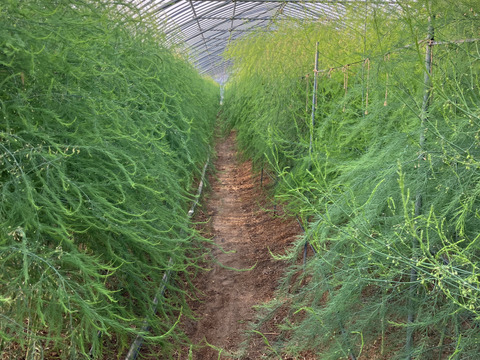 自然の恵みいっぱい雪国アスパラガス M〜L 800g