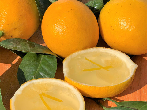 【オンライン料理教室(2/13 14:00～)】国産のマイヤーレモンでゼリー作り！🍋 酸味が少なくまろやかな甘さが特徴！