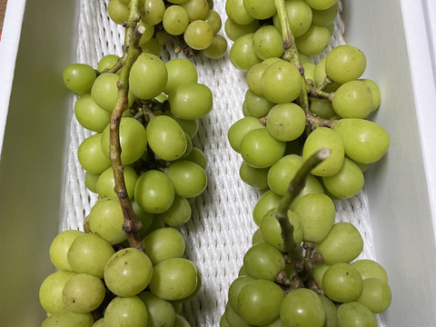 🔥タイムセールシ⑦■訳あり・小房・カット房■ 【シャインマスカット】2kg化粧箱