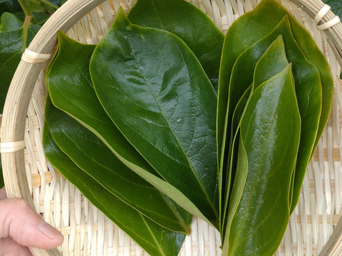柿の葉茶に♪柿の葉10枚☆農薬、除草剤、化学肥料不使用☆自然栽培🌿柿の葉寿司、天ぷらなどにも 🏣ゆうパック