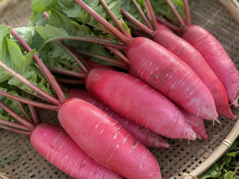 【栽培期間中：農薬不使用】季節の彩り野菜セット　Mサイズ