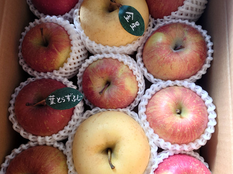 ★★大幅値下げ★★【アワード受賞福袋】【食べ比べ】🍎葉とらずふじ⭐️金星（９～１１玉）約３キロ箱 ID179783 青森 りんご