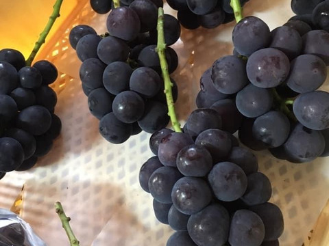 ハミィ♪さま専用ぶどう☆ピオーネ（種無し）☆2kg化粧箱