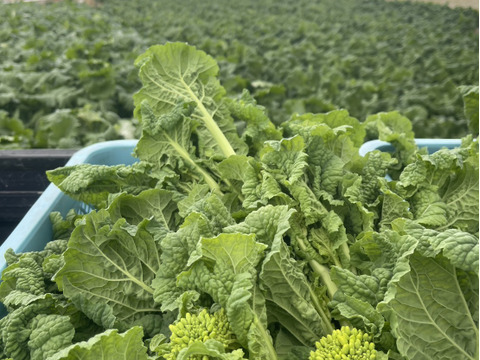 SAKAVEGE 菜の花 1000g：香川県産のその他葉物野菜｜食べチョク｜産地