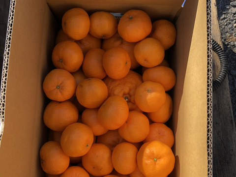 富士山が見える畑で育てた　大粒はるみみかん、完熟ポンカンの食べ比べセット　4.5kg 【柑橘食べ比べ】