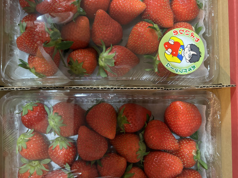 去年のコース商品と同じ品【大容量お得パック、2年連続品評会入賞🍓】やよいひめ 1kg どこにも無い味の濃さを皆様の元へお届けしたいと思いで作っているイチゴです