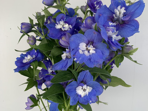 青系デルフィニウム(エラータム系)12本入り