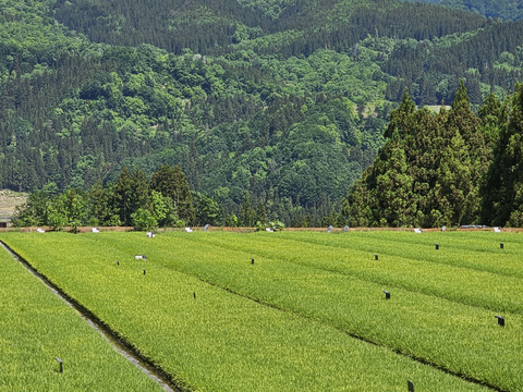 「お餅の王様」とも呼ばれているこがねもちを使用した杵つき餅。有機餅４種セット（転換期間中）