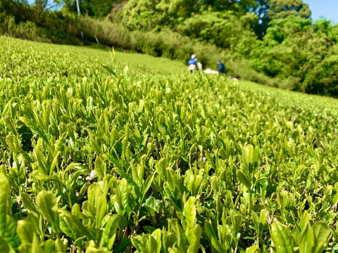 【合わせ買い】抹茶入り♪大容量！水出し緑茶ティーバッグ 5g×50p 静岡 牧之原