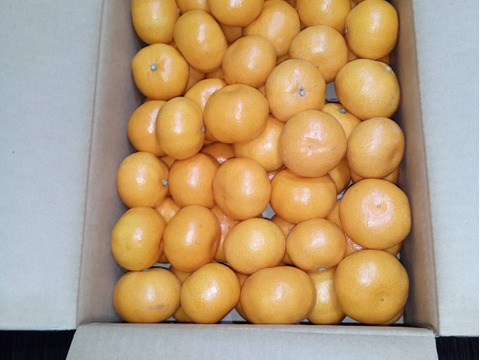 【甘み＆食べやすさ】の二刀流！西果樹園みかんの代表格！西幸みかん【早生みかん５キロ】