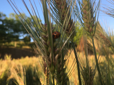 希少　高冷地栽培　小麦粉　中強力粉　農薬化学肥料不使用　熊本県産　3kg