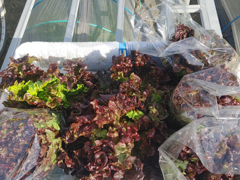 福袋、野菜セット