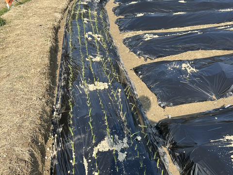 玉葱　七宝甘70　奈良県五條市産