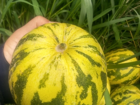 パパイヤメロン　肥料農薬不使用、自家採種