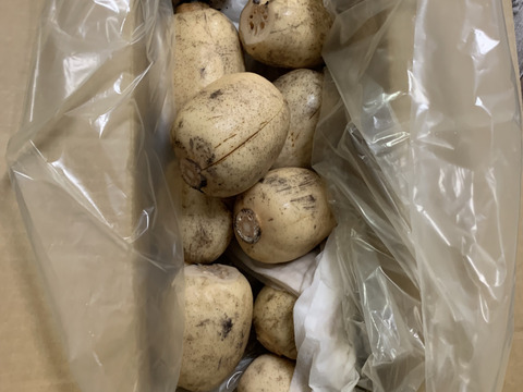 常温便　秋冬　訳アリ　レンコン 節毎4キロ