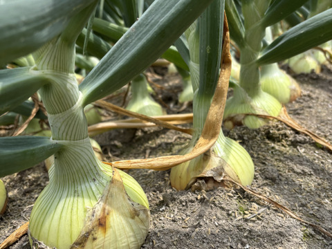 西谷農園の新玉ねぎ 5キロ：鳥取県産のその他玉ねぎ｜食べチョク｜産地
