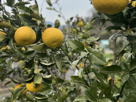 オオタチバナ（サワーポメロ）