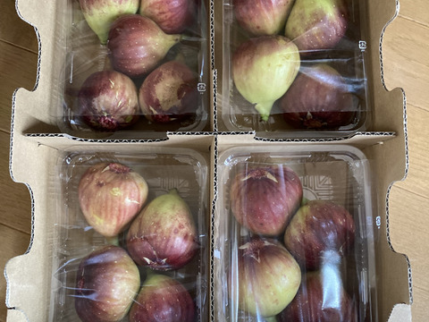 【ご家庭用】朝採りいちじく1箱