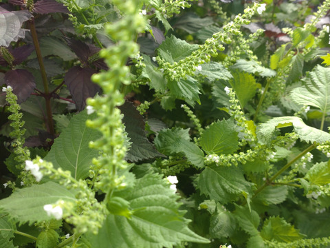 紫蘇の実付き青紫蘇の葉 （大葉）25cm程の枝葉、15本以上のお届け🌿青ジソ 青じそ 青しそ アオジソ アオシソ 🌿今の時期限定の紫蘇の実付きです※常温発送