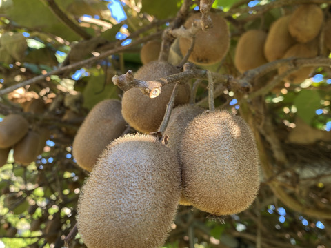 ビタミンいっぱい　ヘルシーキウイ🥝　GO GREEN!（1.5KG)