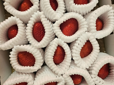 【福袋】いまだけ限定価格！プレミアムイチゴ（紅ほっぺ・特大サイズ）と バラ詰めMIX（紅ほっぺ・サイズ、形いろいろ）のセット  （総重量1.7g以上、限定100セット！）