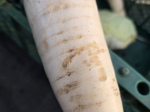 【同梱発送】自然栽培大根×ネギ