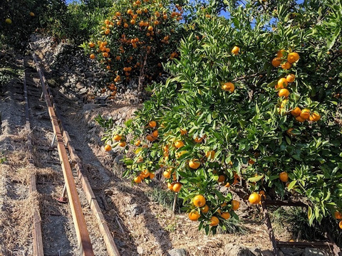 【冬ギフト】農家直送！有田みかん2kg≪2Sサイズ（小玉）秀品≫【平武農園】～蛍飛ぶ町から旬の便り～　和歌山｜有田｜田口｜ギフト｜こだわり　産地直送　お取り寄せ