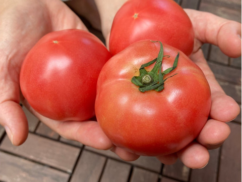 トマト嫌いも食べやすい？！島原産大玉トマト(4キロ)