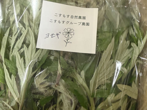 よもぎ生葉🌿30本（30苗）（約200g）以上🌿蓬☆上から15cmの柔らかい