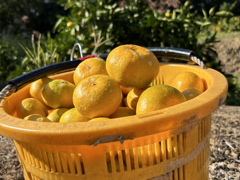 ご家庭用・今が旬！果汁たっぷり早生みかん（大小混合5㎏）