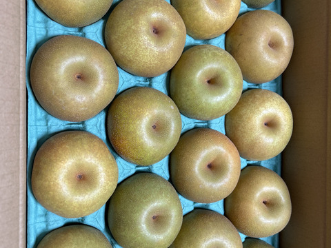 夏の定番🍏　千葉県産【幸水】5㎏　お手頃サイズ『14～20玉入』市川のなし・秀品