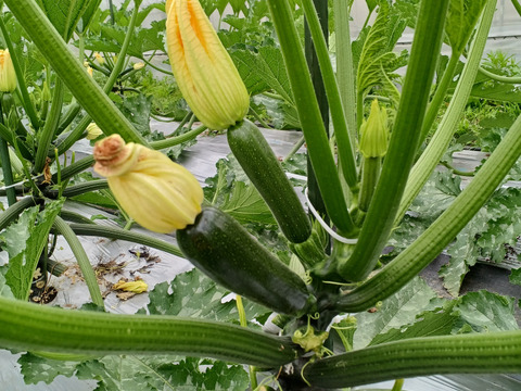 農薬・化学肥料不使用　ツヤツヤのズッキーニ　10本(約2kg)