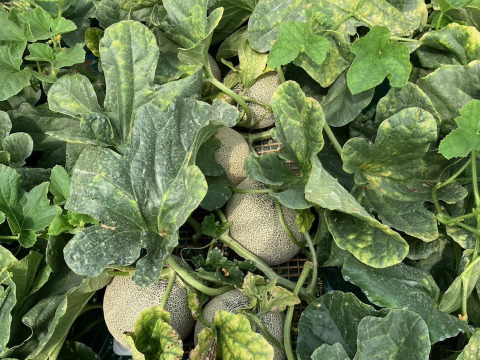 【茨城県 旭村産】 イバラキング&クインシーメロン詰め合わせ【2玉】